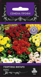 Георгина Фигаро Микс 10шт ПЦцп