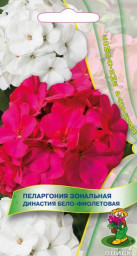 Пеларгония зональная Династия Бело-фиолетовая 5шт Поиск